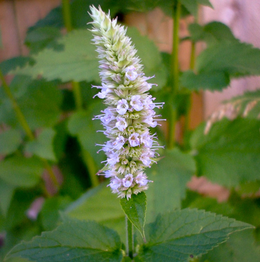 image of Agastache scrophulariifolia, Purple Giant-hyssop