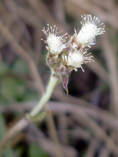 image of Antennaria neglecta, Field Pussytoes