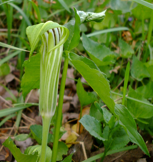 image of Arisaema stewardsonii, Bog Jack-in-the-pulpit, Northern Jack-in-the-pulpit