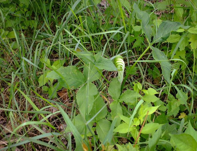 image of Arisaema stewardsonii, Bog Jack-in-the-pulpit, Northern Jack-in-the-pulpit