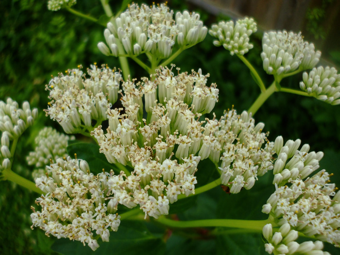 image of Arnoglossum reniforme, Great Indian-plantain