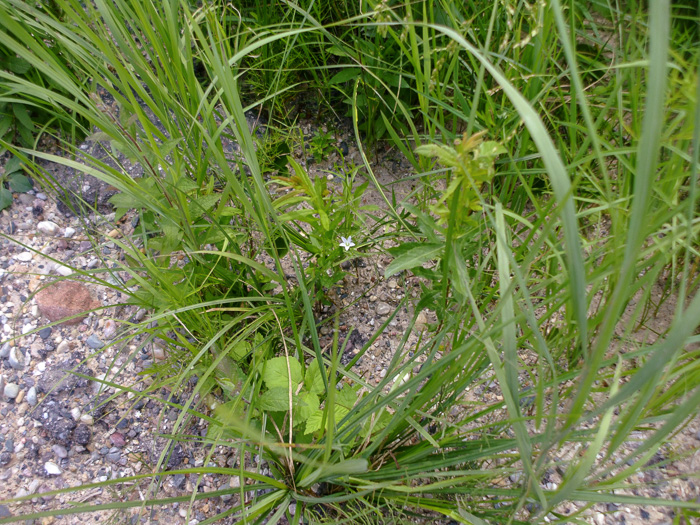 image of Palustricodon aparinoides var. grandiflorus, Largeflower Marsh-bellflower