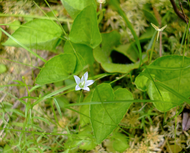 image of Palustricodon aparinoides var. grandiflorus, Largeflower Marsh-bellflower