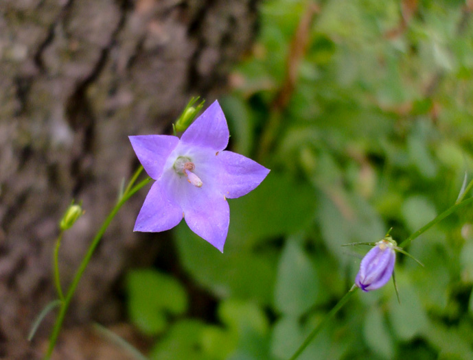 image of Campanula rotundifolia, Harebell, Bluebell, Bluebell-of-Scotland, Scotch Harebell