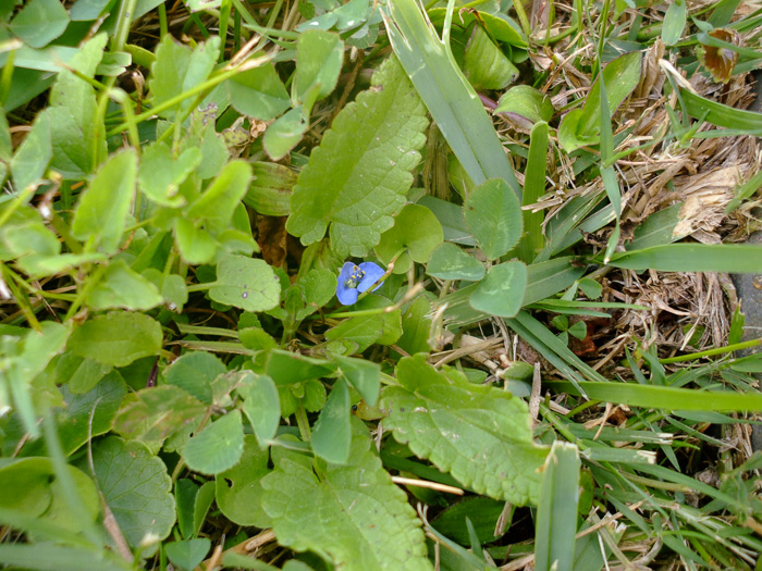 image of Commelina diffusa, Spreading Dayflower, Creeping Dayflower