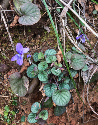 image of Viola walteri, Walter's Violet, Prostrate Blue Violet