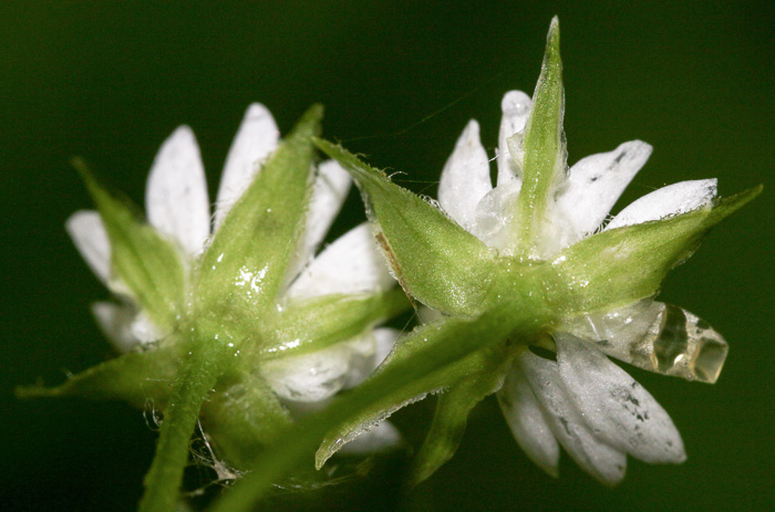 image of Stellaria corei, Tennessee Starwort