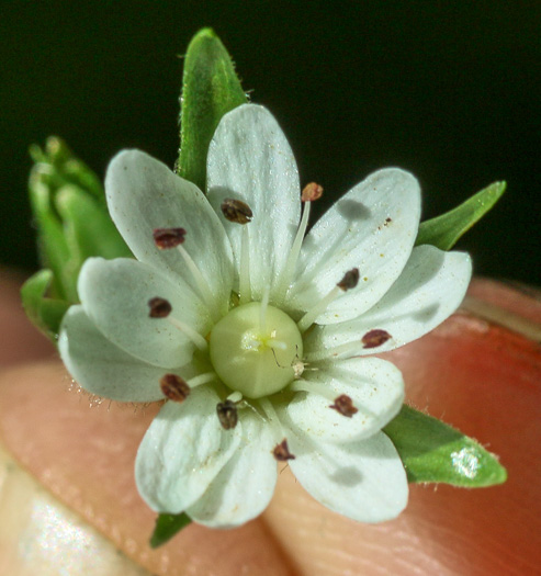 image of Stellaria corei, Tennessee Starwort