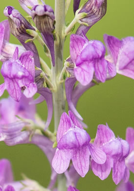 image of Linaria purpurea, Purple Toadflax