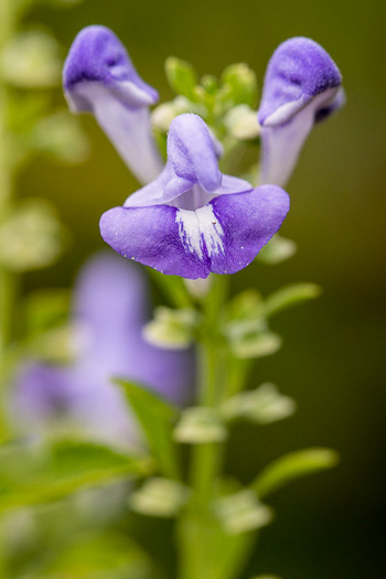 image of Scutellaria mellichampii, Mellichamp's Skullcap