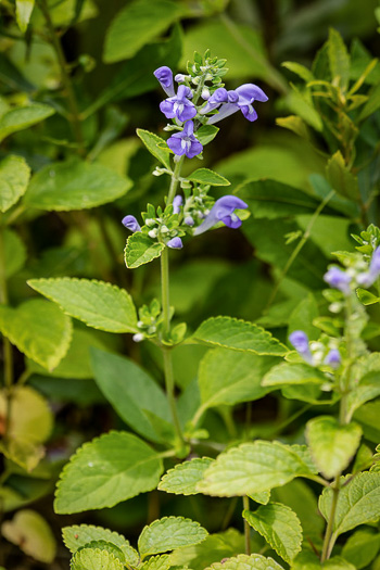 image of Scutellaria mellichampii, Mellichamp's Skullcap