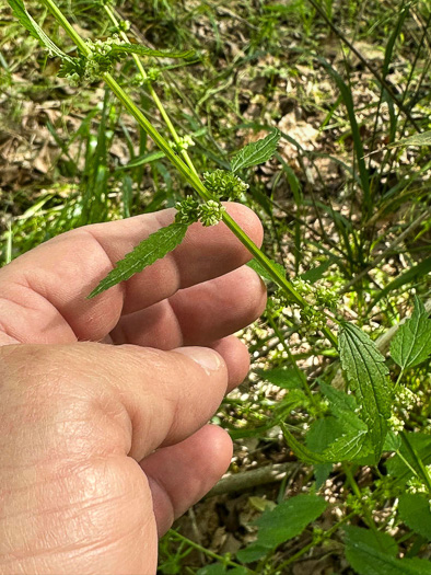 image of Urtica chamaedryoides, Weak Nettle, Dwarf Stinging Nettle, Heartleaf Nettle