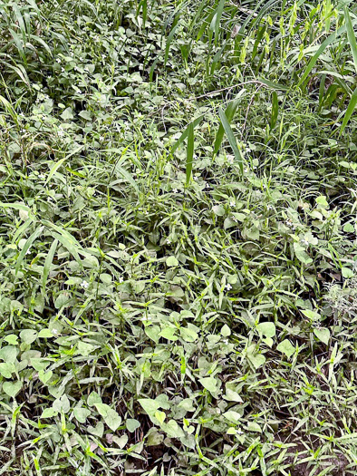 image of Houttuynia cordata, Fishmint, Chameleon-plant, Fishleaf