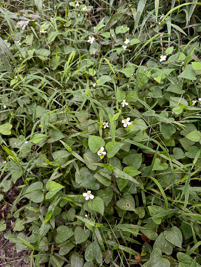 image of Houttuynia cordata, Fishmint, Chameleon-plant, Fishleaf