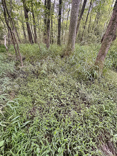 image of Houttuynia cordata, Fishmint, Chameleon-plant, Fishleaf