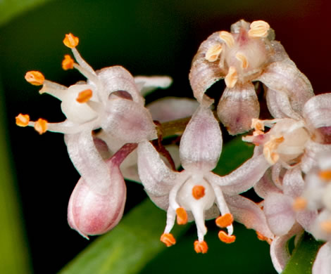 image of Asparagus aethiopicus, Sprenger’s Asparagus-fern, Emerald-fern