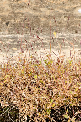 image of Arthraxon hispidus var. hispidus, Hairy Jointgrass, Small Carpgrass, Joint-head Grass, Basket Grass