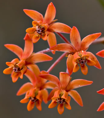 image of Asclepias lanceolata, Fewflower Milkweed, Red Milkweed