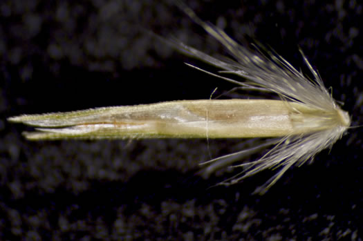 image of Andropogon longiberbis, Longbeard Bluestem