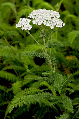 image of Achillea gracilis, Eastern Yarrow, Eastern Thousandleaf