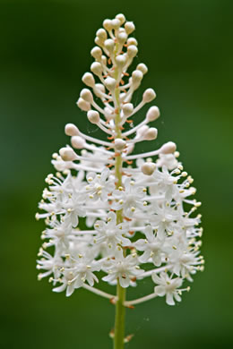 image of Amianthium muscitoxicum, Fly-poison