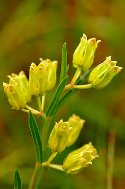 image of Asclepias pedicellata, Stalked Milkweed, Savanna Milkweed