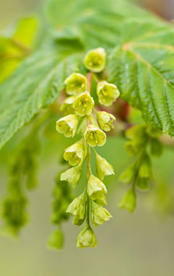 image of Acer pensylvanicum, Striped Maple, Moosewood