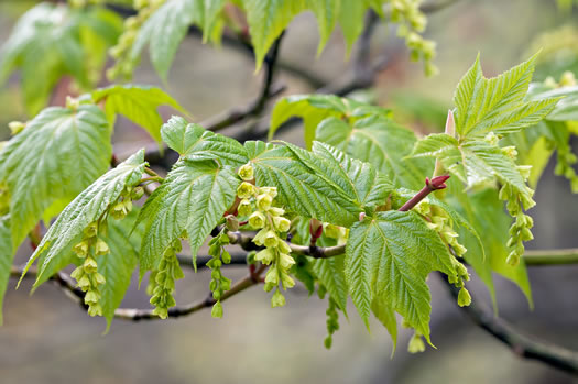 image of Acer pensylvanicum, Striped Maple, Moosewood