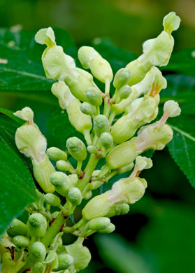 image of Aesculus sylvatica, Painted Buckeye