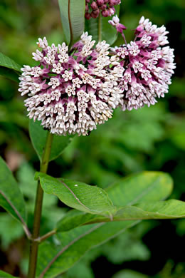 image of Asclepias syriaca, Common Milkweed