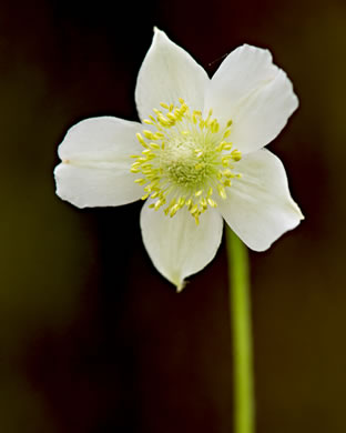 image of Anemone virginiana var. virginiana, Thimbleweed, Tall Thimbleweed, Tall Anemone