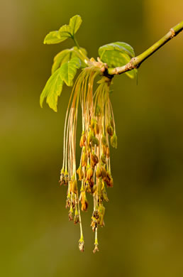 Acer negundo var. negundo, Eastern Box Elder, Ash-leaved Maple, River Maple