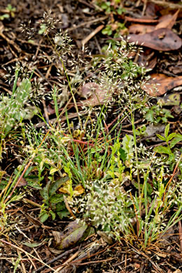 image of Aira elegans, Elegant Hairgrass, Annual Silver Hairgrass