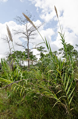 image of Arundo donax, Giant Reed