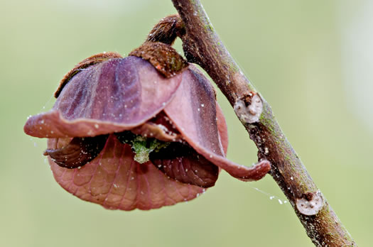 image of Asimina triloba, Common Pawpaw, Indian-banana