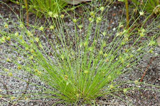 image of Bulbostylis stenophylla, Sandy-field Hairsedge