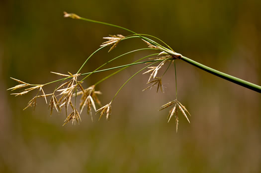 spikes