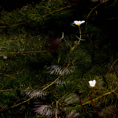 image of Cabomba caroliniana, Fanwort, Carolina Fanwort