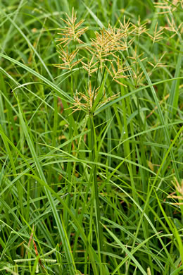 image of Cyperus esculentus var. leptostachyus, Yellow Nutsedge, Yellow Nutgrass, Wild Chufa, Earth-almond