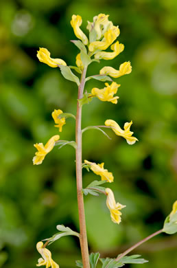 image of Corydalis flavula, Yellow Fumitory, Yellow Harlequin, Short-spurred Corydalis, Yellow Fumewort