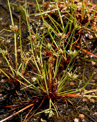 image of Cyperus granitophilus, Granite Flatsedge