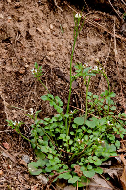 image of Cardamine hirsuta, Hairy Bittercress