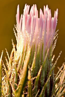 image of Cirsium horridulum var. horridulum, Common Yellow Thistle, Purple Thistle, Bristle Thistle, Horrid Thistle