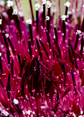 image of Cirsium horridulum var. horridulum, Common Yellow Thistle, Purple Thistle, Bristle Thistle, Horrid Thistle