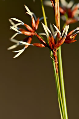 image of Cladium jamaicense, Sawgrass