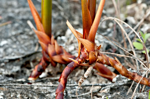 image of Cladium jamaicense, Sawgrass