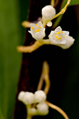 image of Cuscuta pentagona, Five-angled Dodder