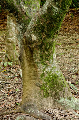 image of Celtis laevigata, Sugarberry, Southern Hackberry, Smooth Hackberry, Lowland Hackberry