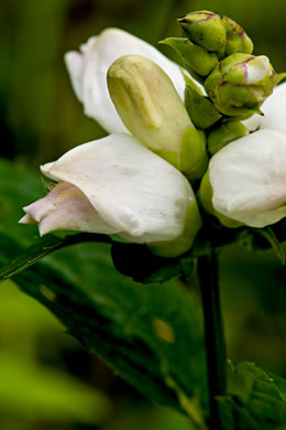 image of Chelone glabra, White Turtlehead