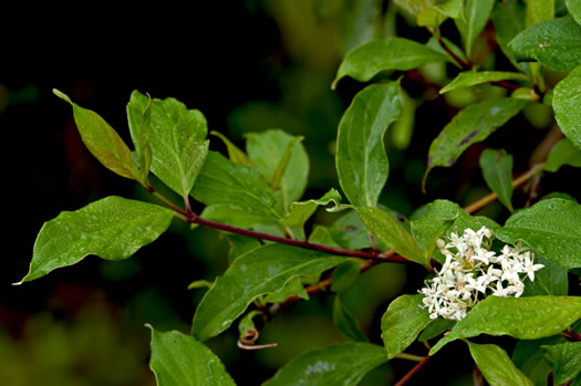 image of Swida foemina, Southern Swamp Dogwood